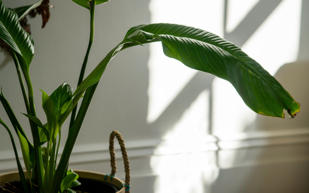 The Benefits of Incorporating Natural Light in Residential and Industrial Spaces